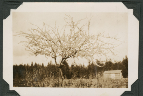Photo of a blooming plum tree (ddr-densho-483-299)
