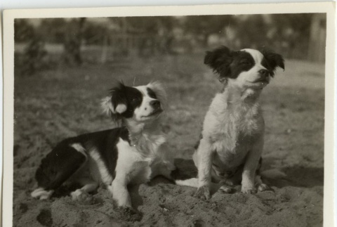 Two dogs (ddr-densho-201-71)