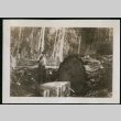 Man poses with felled tree (ddr-densho-359-716)