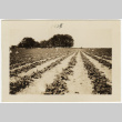 Crop field (ddr-densho-388-16)