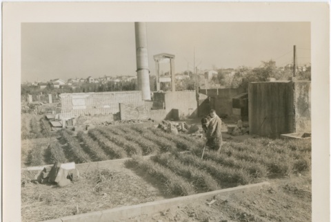 A woman cultivating crops in a bombed out area (ddr-densho-299-23)