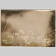 Group on dock with streamers (ddr-densho-426-1949)