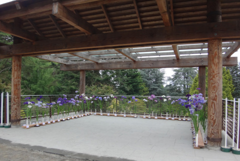 Japanese Iris Exhibition at the Terrace Overlook (ddr-densho-354-2398)