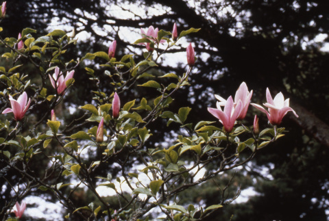 Tulip tree in bloom (ddr-densho-354-855)