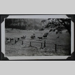 Cows in a pasture (ddr-densho-359-1441)