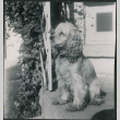 Dog on porch (ddr-densho-523-329)