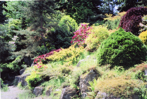 Kubota Garden (ddr-densho-354-1628)