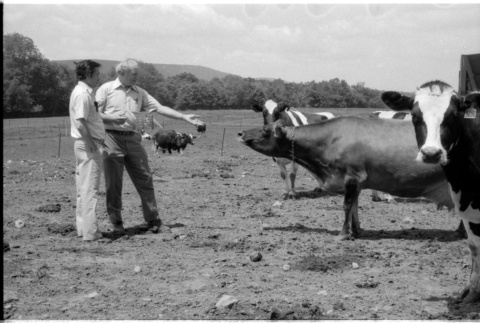 Robert H. Foote and William Kochiyama with cows (ddr-densho-1007-1239)