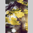 Vine maple leaves (ddr-densho-354-480)