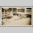 Pigs in a sty (ddr-densho-293-59)