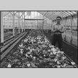 Japanese American horticulturalist prior to mass removal (ddr-densho-151-87)