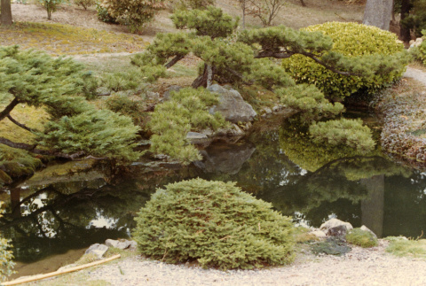 Lowest mountainside pond, pine (ddr-densho-354-488)