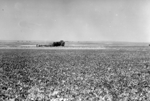 View of a farm growing beans (ddr-fom-1-890)