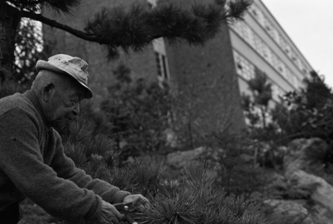 Fujitaro Kubota trimming pine at Seattle University (ddr-densho-354-2074)