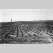 Agriculture fields (ddr-fom-1-813)