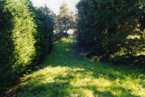 Leyland hedge on north side of property (ddr-densho-354-828)