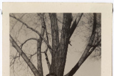 Photograph (ddr-densho-433-1074-mezzanine-65a1ab6eb9)