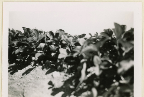 Strawberry plants (ddr-densho-37-1400)