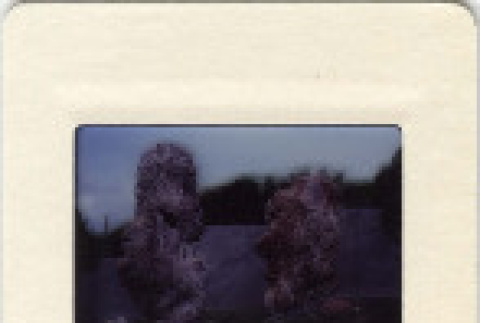 Front and back (ddr-densho-377-636-mezzanine-41ea3eb018)