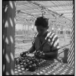 Japanese American working in lath house (ddr-densho-151-470)