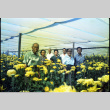 [Okines' relatives, chrysanthemum flowers] (ddr-csujad-5-50)