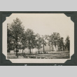 Trees (ddr-densho-545-46)