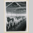 Milking cows (ddr-densho-37-1615)