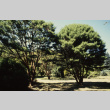 Tanyosho pines, looking northwest from near stone lantern in Japanese Garden (ddr-densho-354-2005)