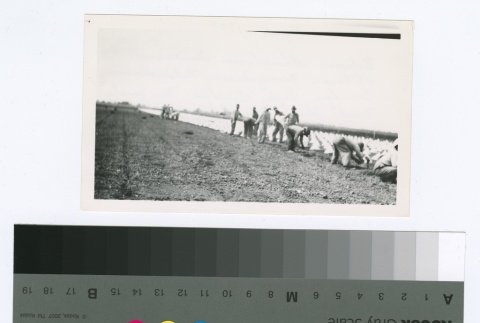 Workers in a field (ddr-densho-255-53)