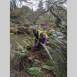 Volunteer pruning Sword Ferns, Heart Bridge in background (ddr-densho-354-2519)