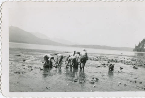 A group gathering oysters (ddr-densho-296-198)