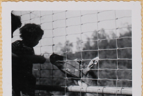 Susan Shiomi feeding a giraffe (ddr-densho-522-234)