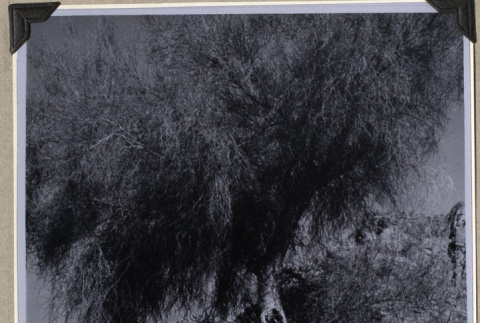 Tree (ddr-densho-587-2)
