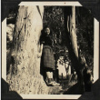 Tomoye (Nozawa) Takahashi standing in tree (ddr-densho-423-550)