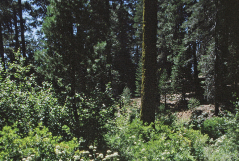 View of a creek (ddr-densho-336-1901)