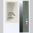 Two men and a dog (ddr-densho-255-83)
