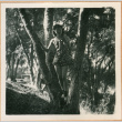 Tomoye (Nozawa) Takahashi in tree (ddr-densho-410-561)