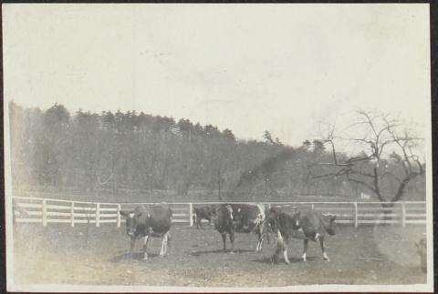Cows in a pasture (ddr-densho-355-743)