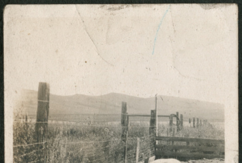 Pigs in a pen (ddr-densho-293-67)