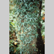 Ivy covered tree (ddr-densho-354-2652)
