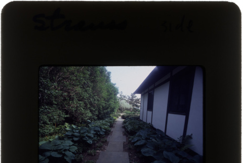 Side of the house and garden at the Straus project (ddr-densho-377-614)