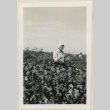 Mr. Bennett in a cotton field (ddr-densho-37-953)