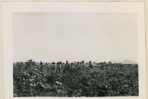 Cotton pickers in a field (ddr-densho-37-951)