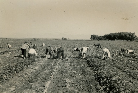 Camp inmates harvesting onions (ddr-densho-159-91)