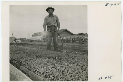 Kelly Ishimoto watering bell pepper plants (ddr-densho-37-2165)