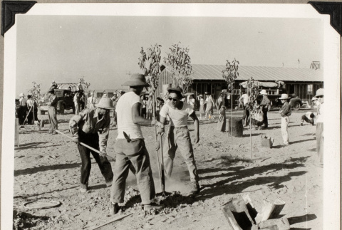 Group planting trees (ddr-densho-587-86)