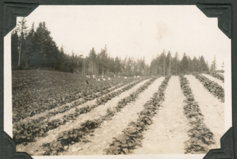 Photo of a strawberry field (ddr-densho-483-308)