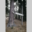 Camp Redwood sign (ddr-densho-336-1734)
