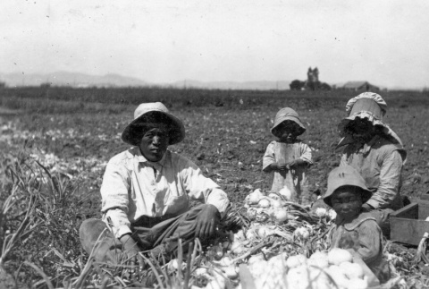 Family harvesting onions (ddr-densho-107-5)