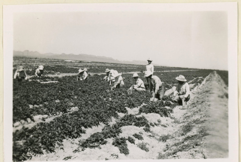 Workers harvest strawberries (ddr-densho-37-1399)